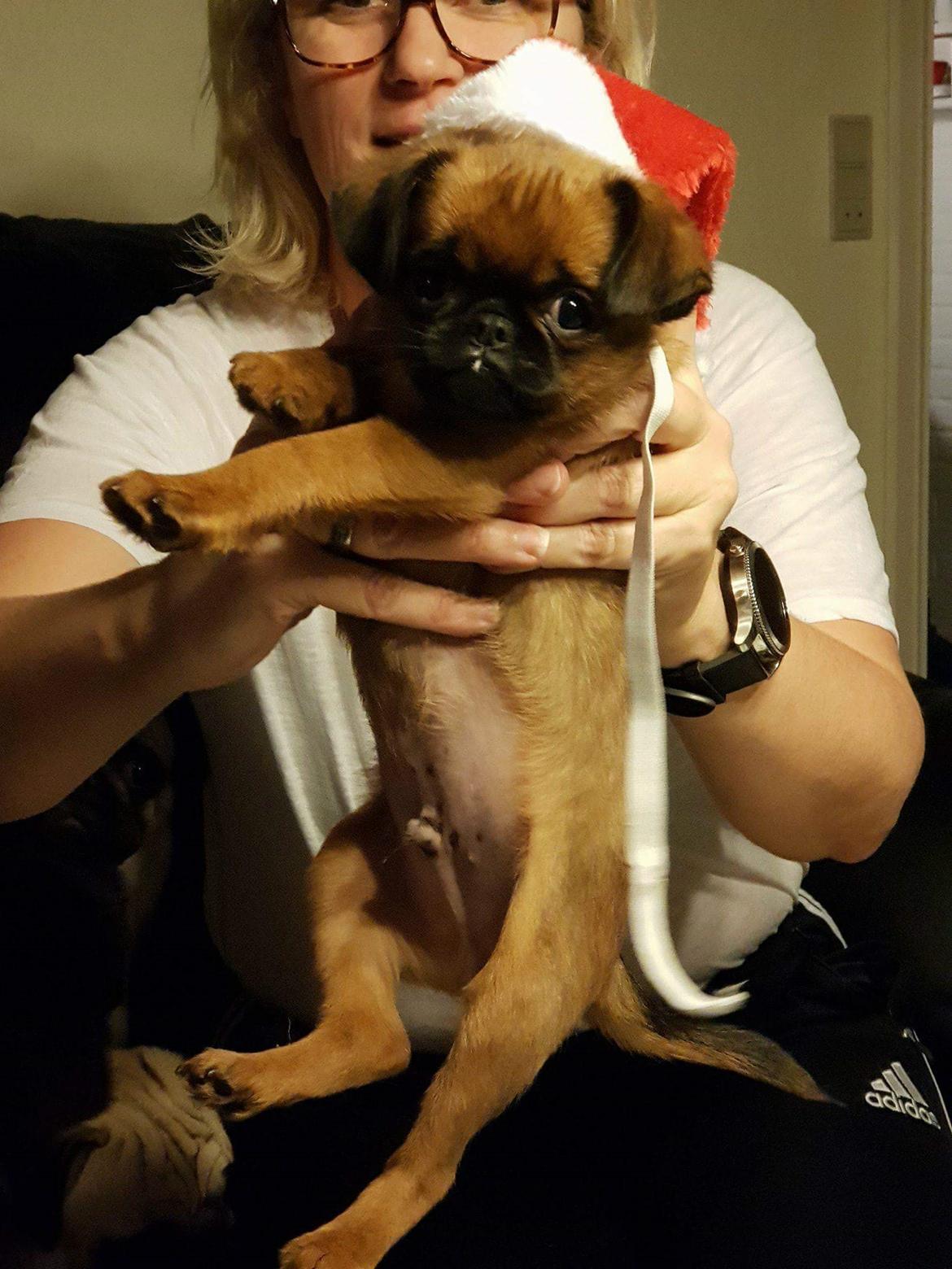 Griffon petit brabancon Oswald billede 5