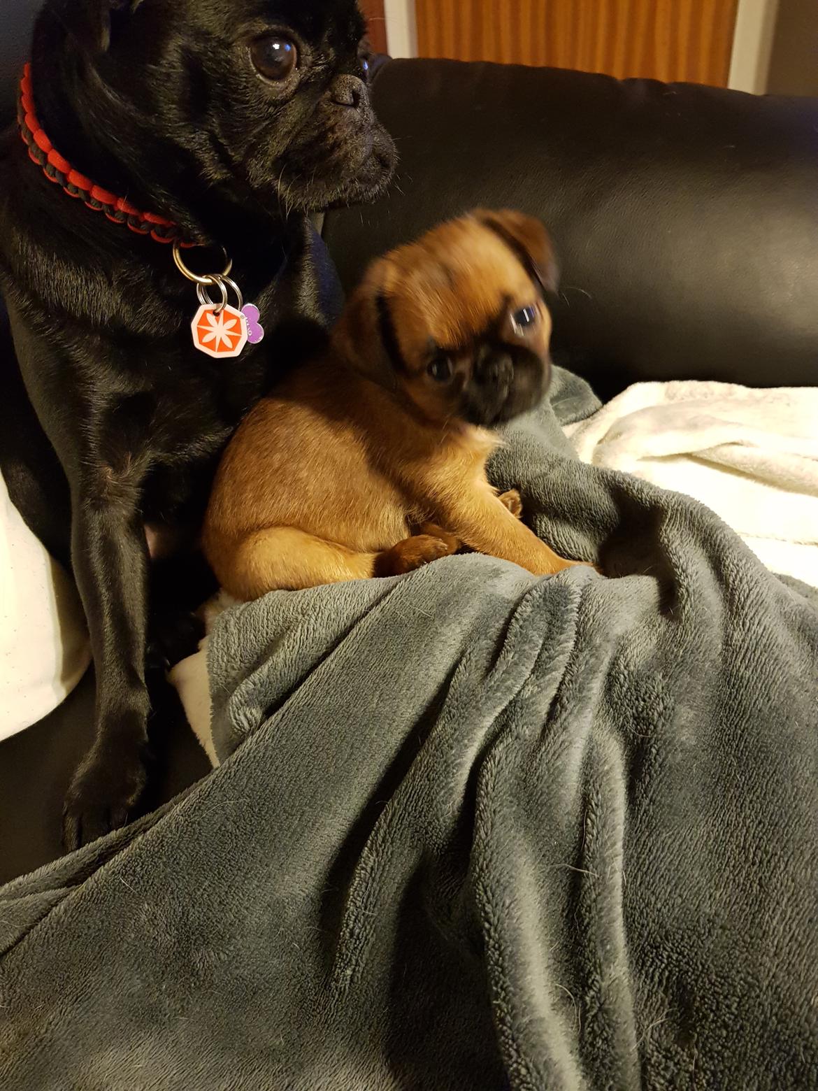 Griffon petit brabancon Oswald billede 6