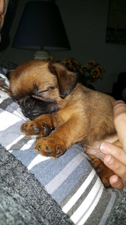 Griffon petit brabancon Oswald billede 7