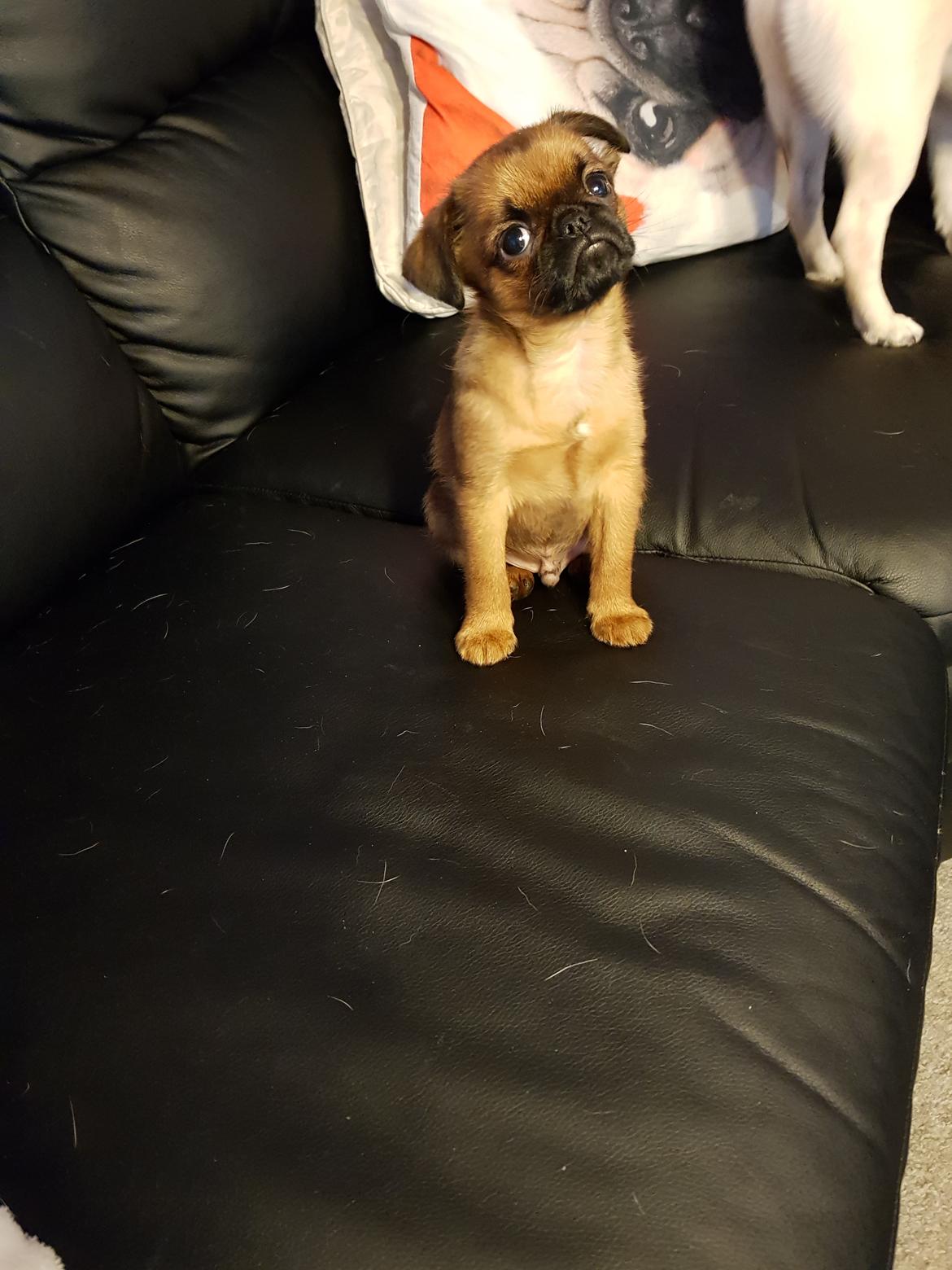 Griffon petit brabancon Oswald billede 1