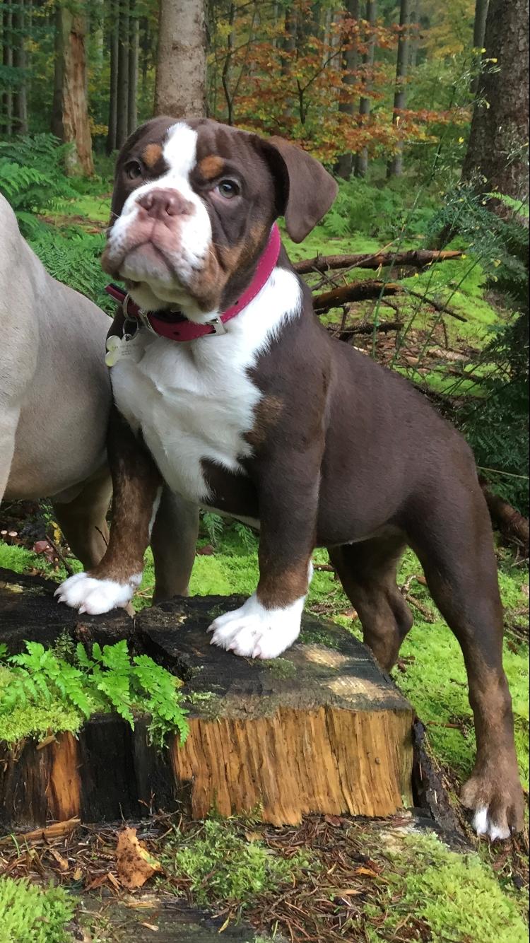 Olde english bulldogge Panda billede 1