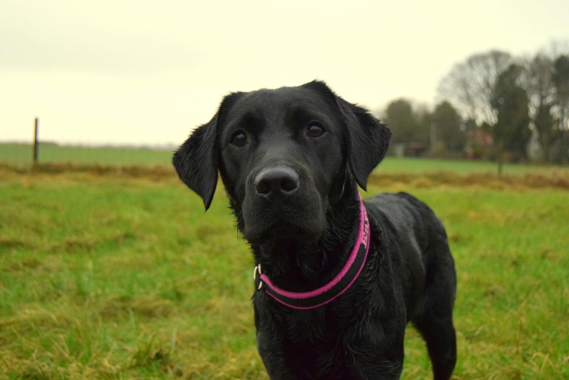 Labrador retriever Enya billede 42