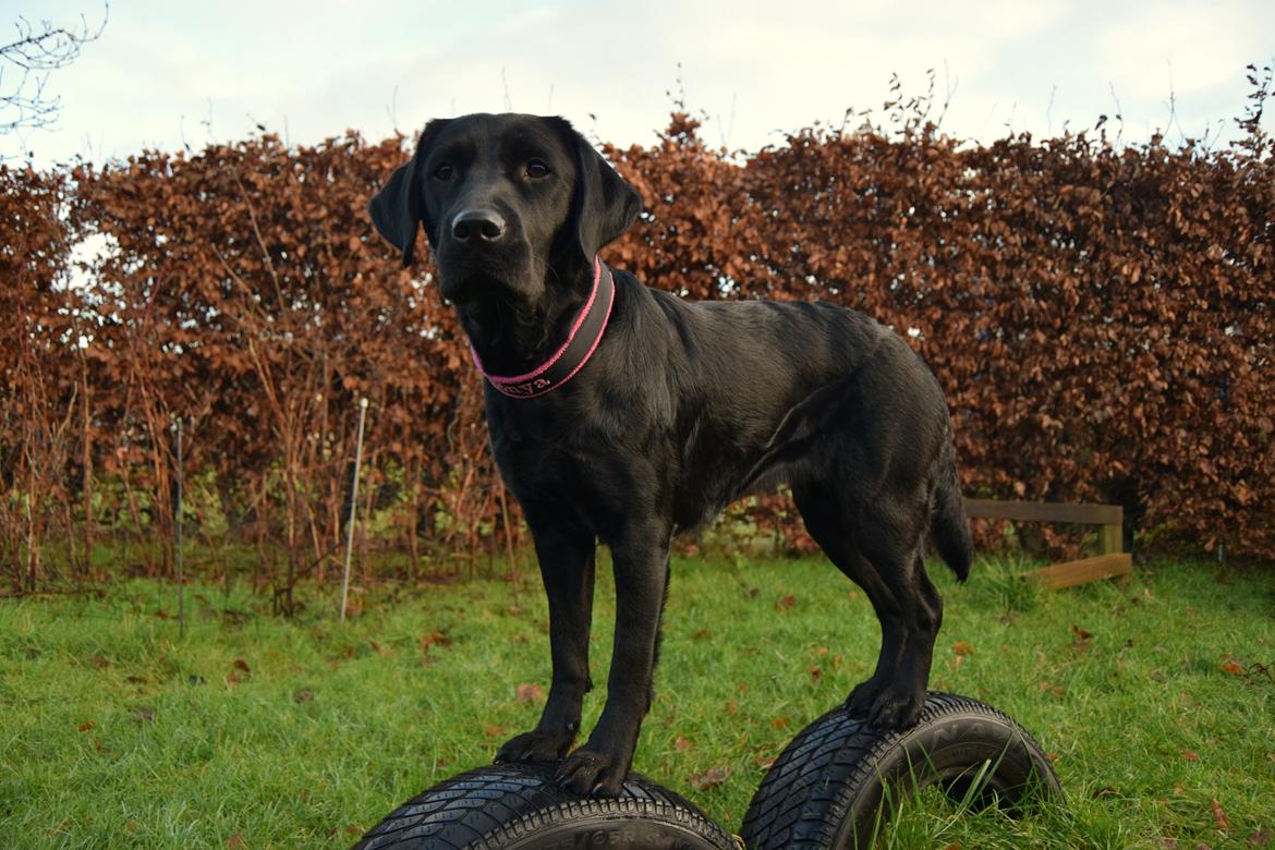Labrador retriever Enya billede 41