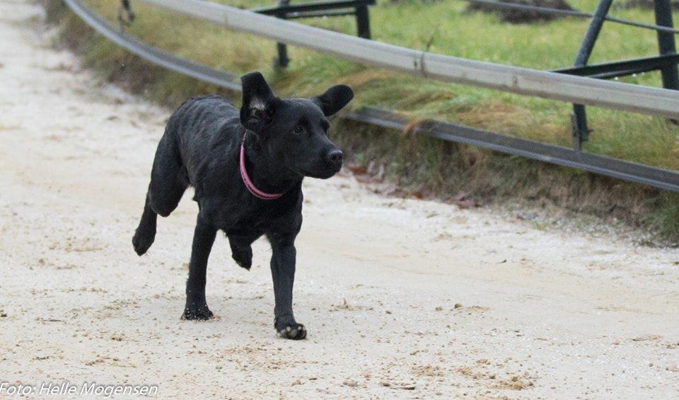 Labrador retriever Enya billede 39