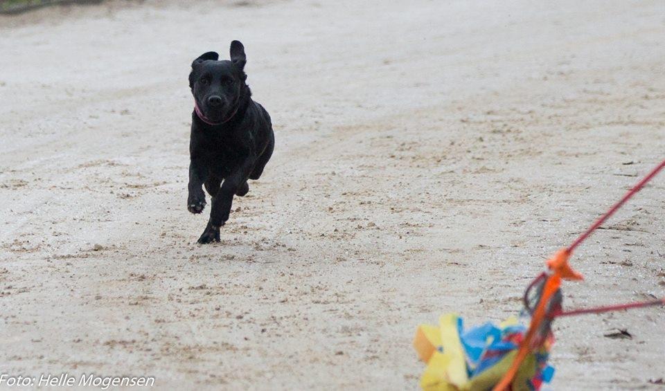 Labrador retriever Enya billede 40