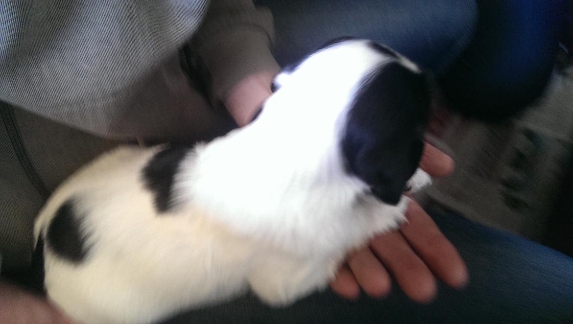 Field Trial Springer Spaniel Aja billede 1