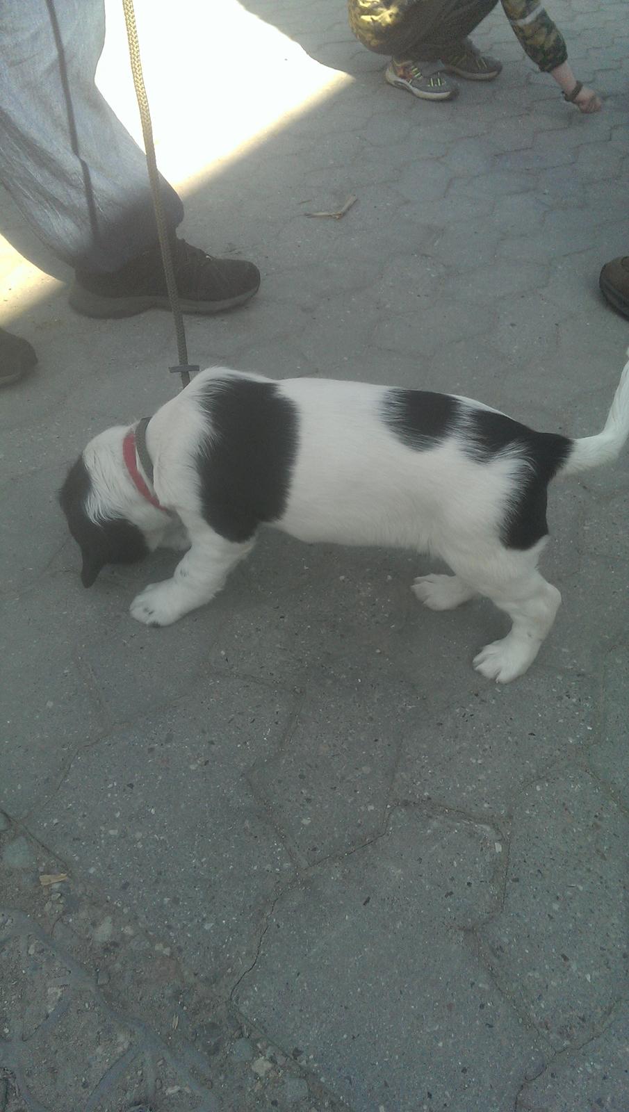 Field Trial Springer Spaniel Aja billede 2