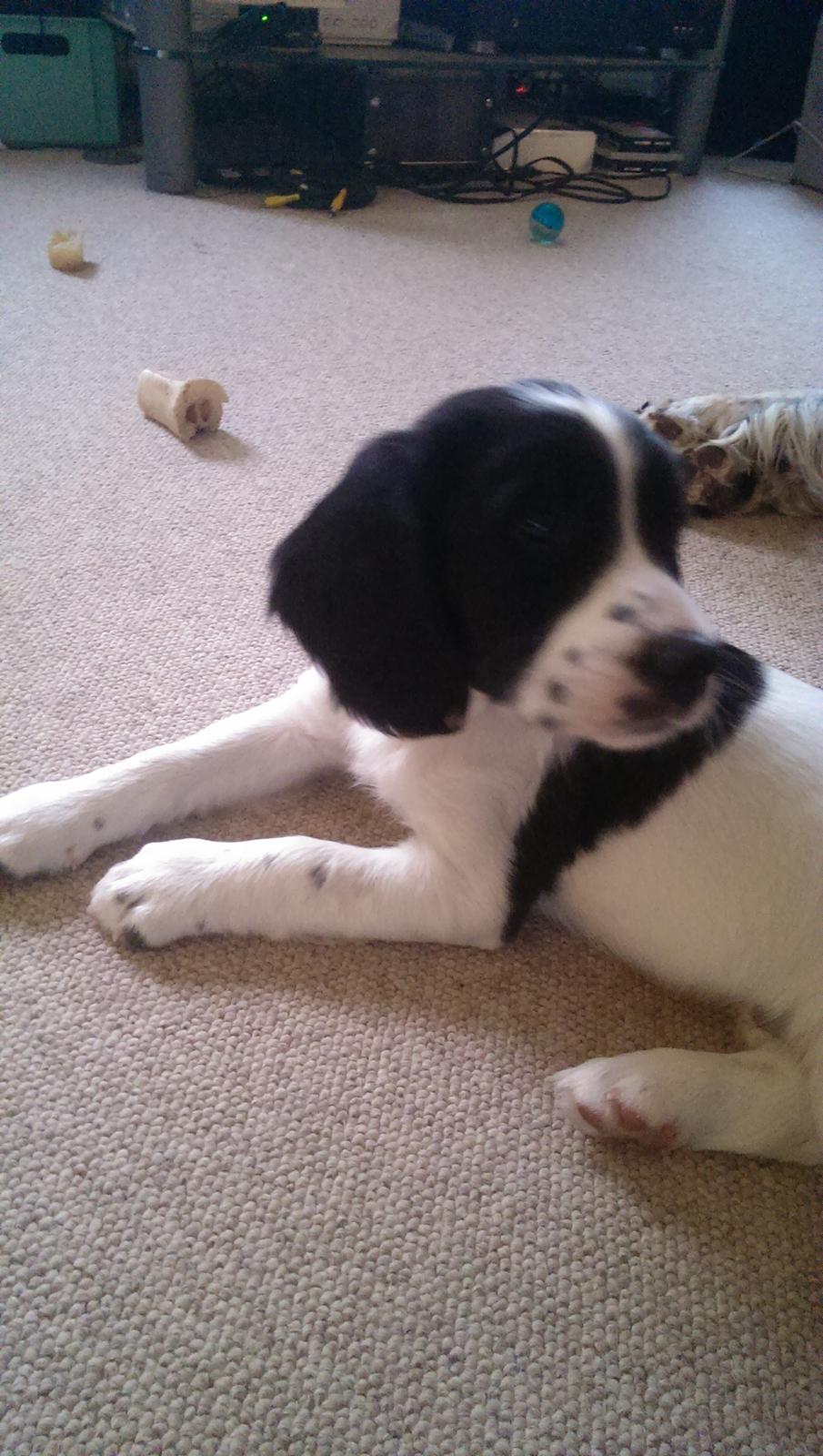 Field Trial Springer Spaniel Aja billede 3