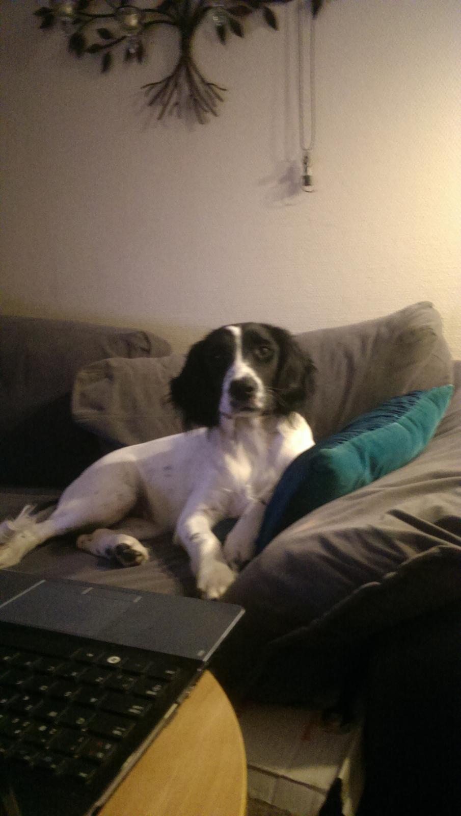 Field Trial Springer Spaniel Aja billede 5