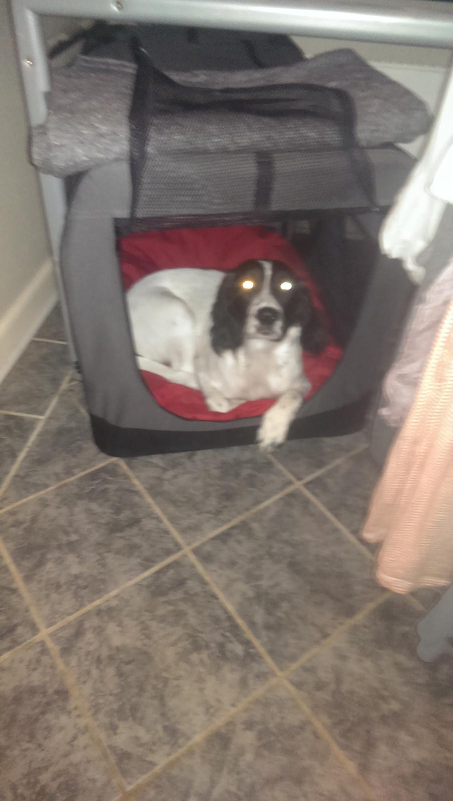 Field Trial Springer Spaniel Aja billede 6