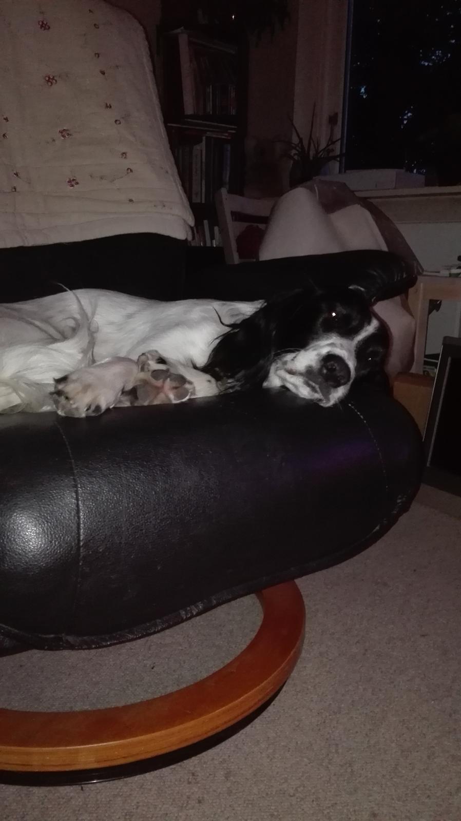 Field Trial Springer Spaniel Aja billede 7