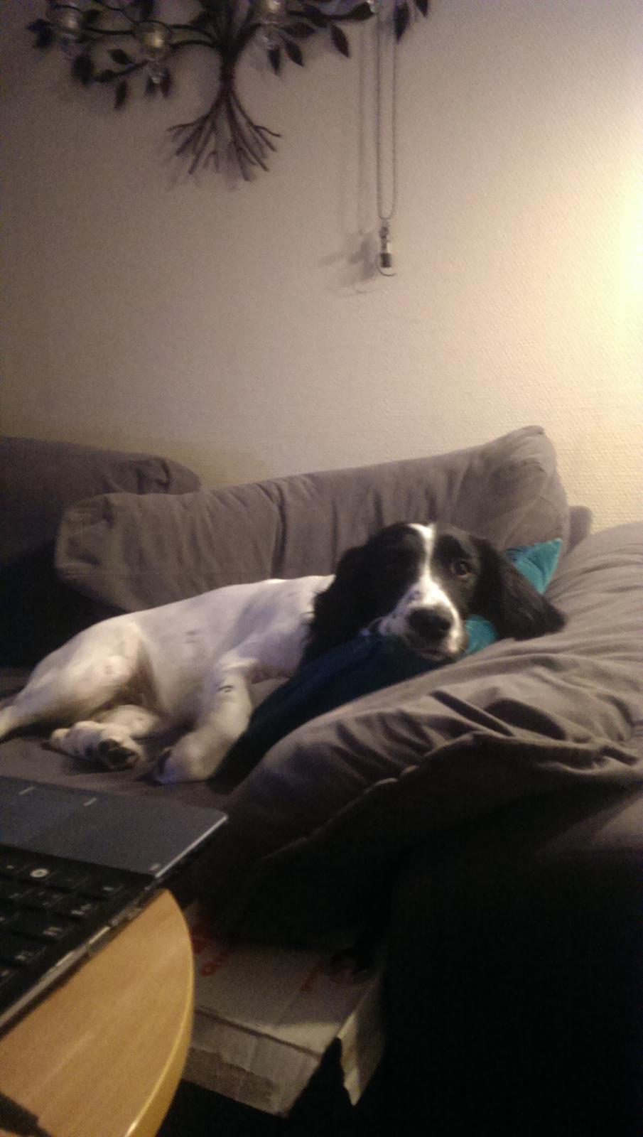 Field Trial Springer Spaniel Aja billede 4