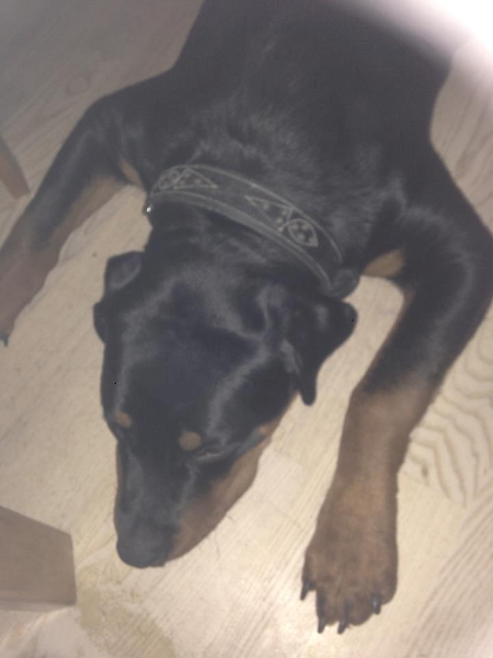 Rottweiler aslan  billede 6