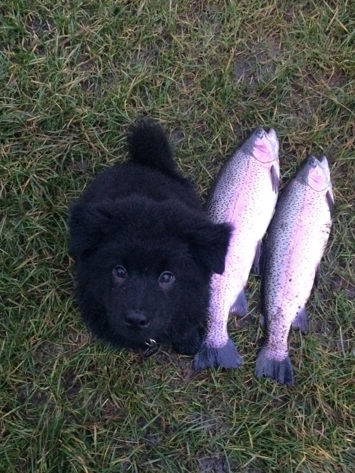 Blanding af racer Holly billede 6