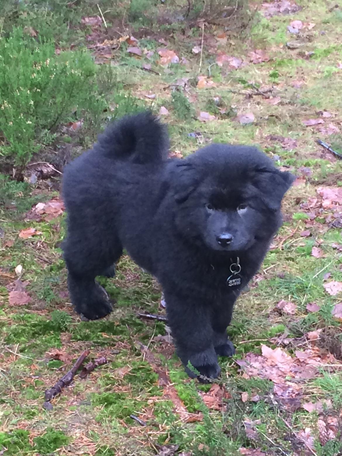 Blanding af racer Holly billede 7