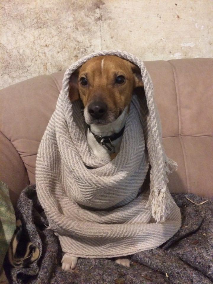 Dansk svensk gaardhund Jack - Med i rygerummet (fyrrum) på min søsters gård. Det er jo koldt, så han måtte have et tæppe. billede 38