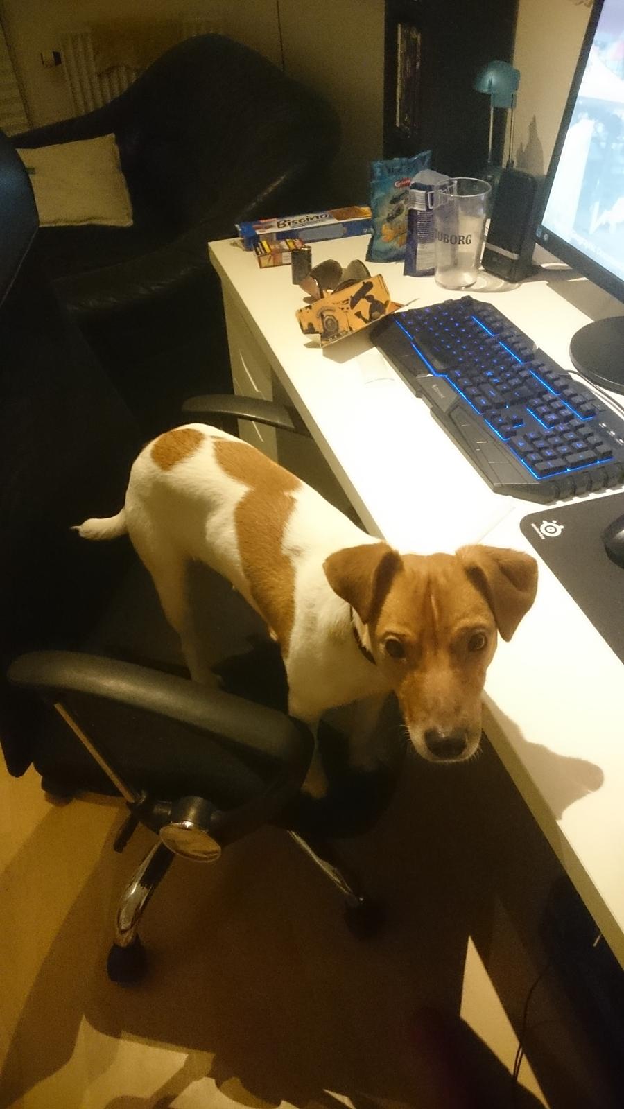 Dansk svensk gaardhund Jack - Når Jack synes jeg har siddet længe nok foran pc'en xD billede 39