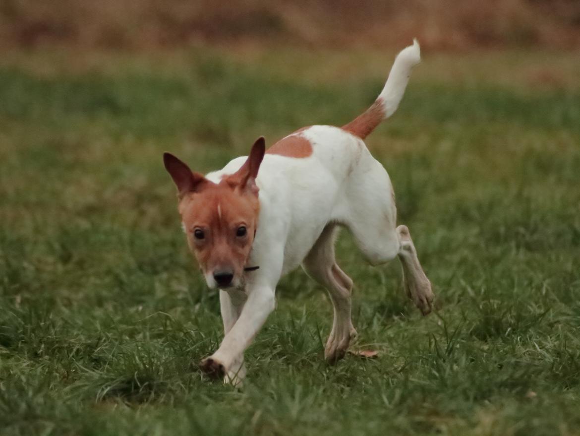 Dansk svensk gaardhund Jack billede 46