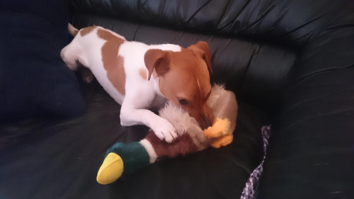 Dansk svensk gaardhund Jack - Tøjdyr er det bedste! billede 48