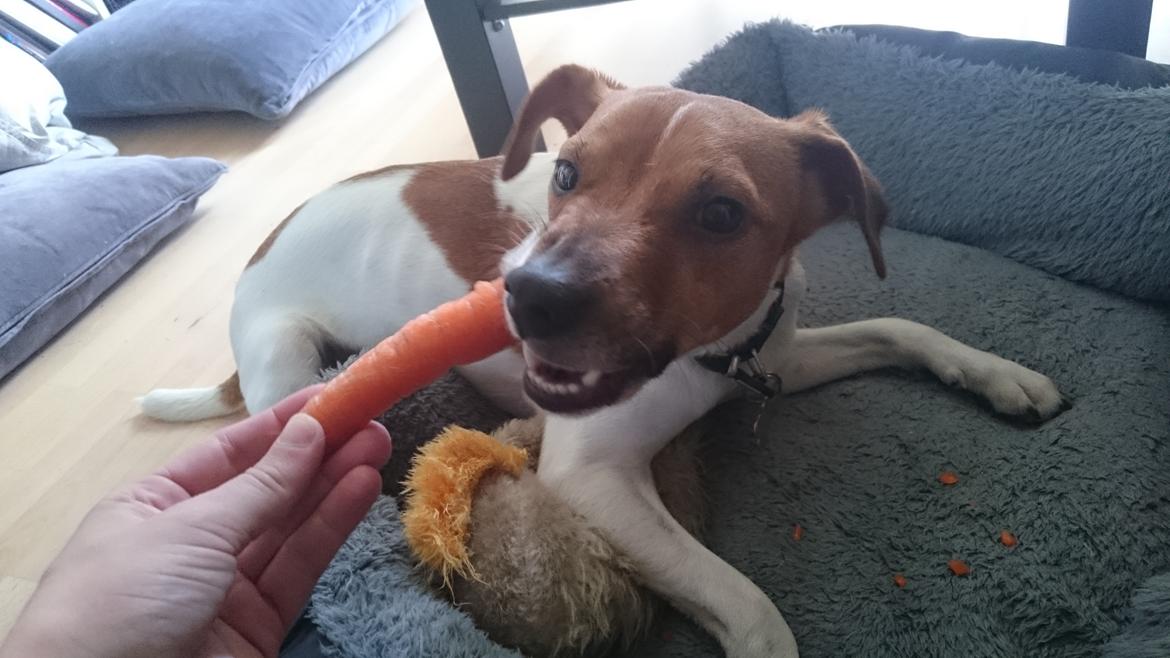 Dansk svensk gaardhund Jack - Man skal jo også være sund ind i mellem ;) billede 49