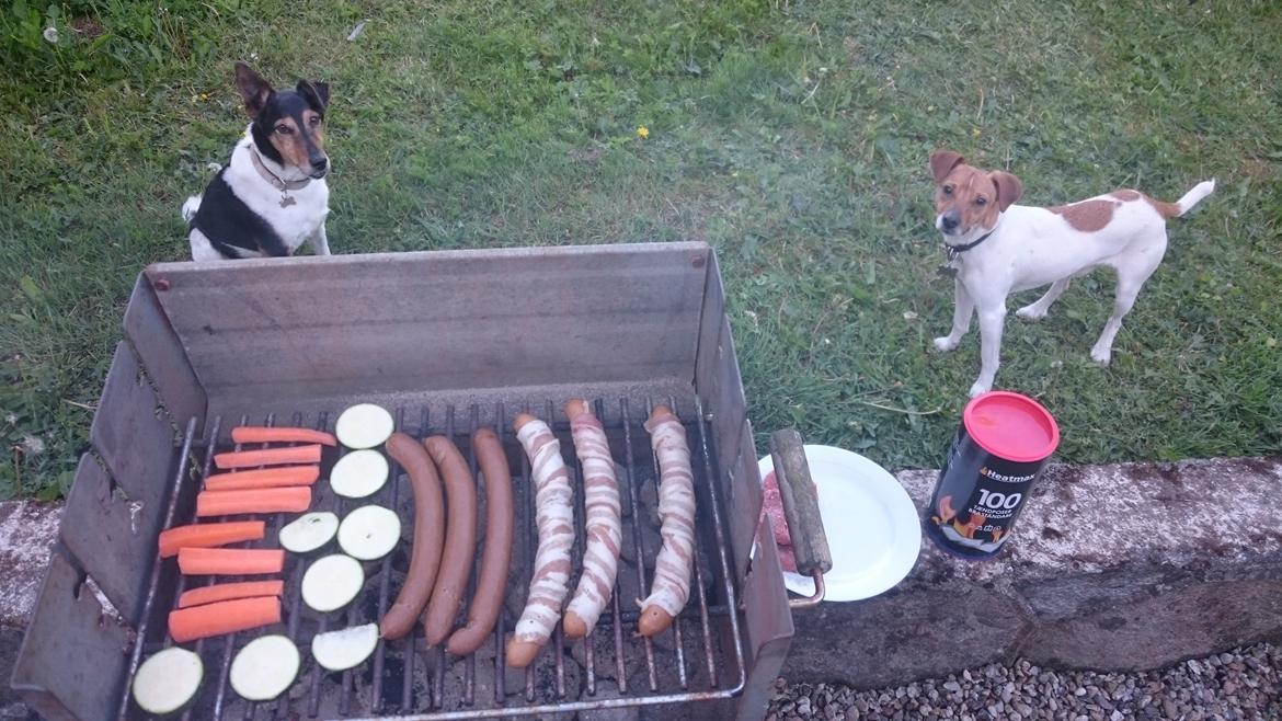 Dansk svensk gaardhund Jack - Når der er mad er Jack altid fokuseret ;) billede 47