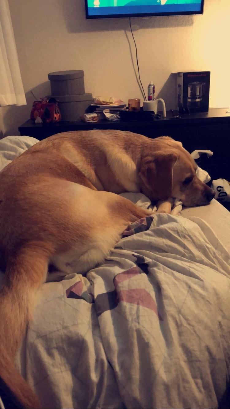 Labrador retriever Cocio - Halfdan's blue mama vodka billede 15