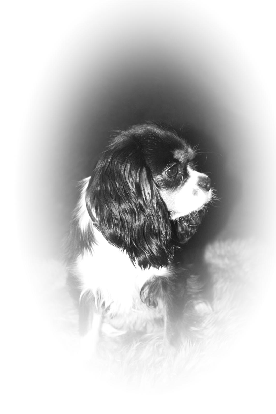 Cavalier king charles spaniel Liane's Tia Lucia billede 18