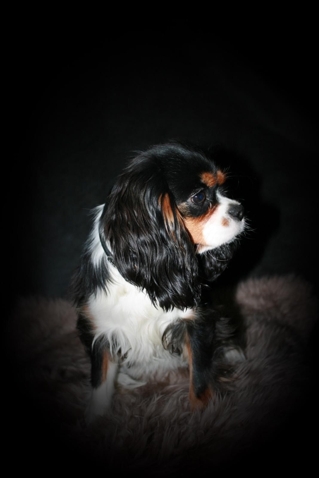 Cavalier king charles spaniel Liane's Tia Lucia billede 19