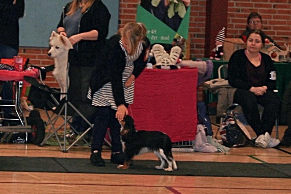 Cavalier king charles spaniel Liane's Tia Lucia billede 21