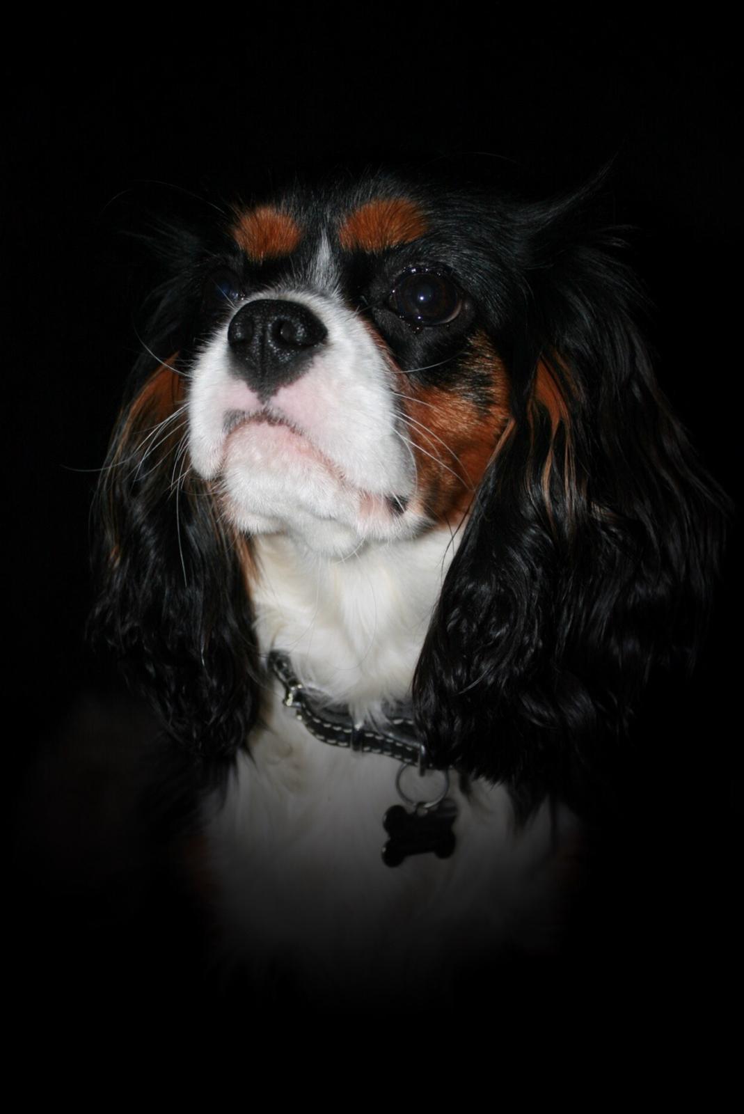 Cavalier king charles spaniel Liane's Tia Lucia billede 20