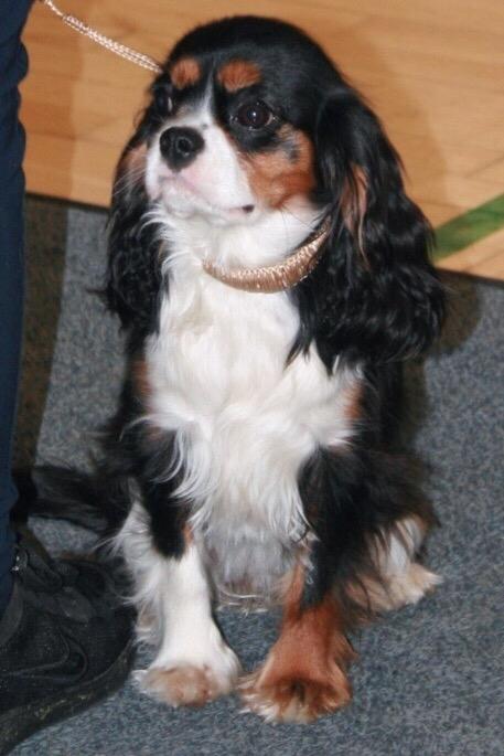 Cavalier king charles spaniel Liane's Tia Lucia billede 22