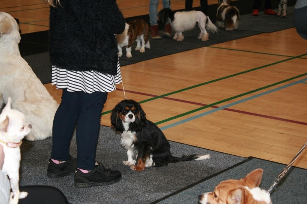 Cavalier king charles spaniel Liane's Tia Lucia billede 23