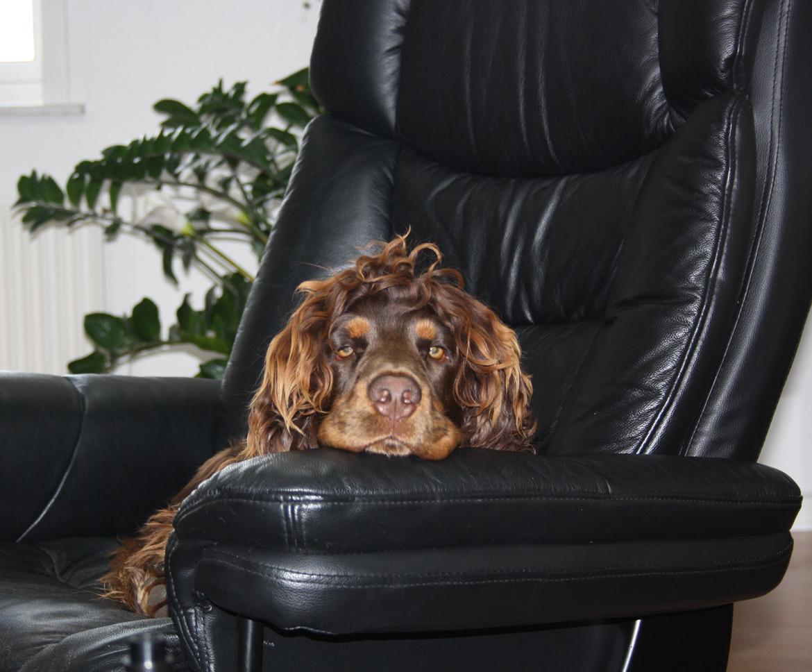 Cocker spaniel Bailey billede 10