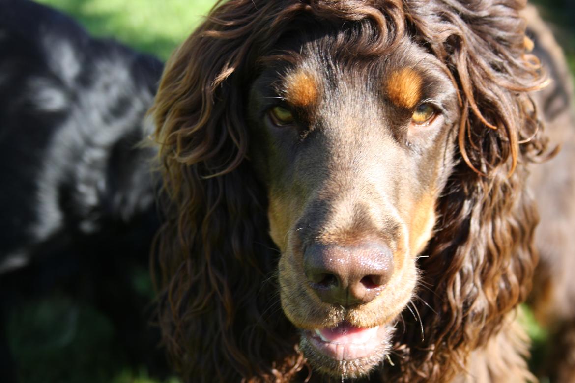 Cocker spaniel Bailey billede 7