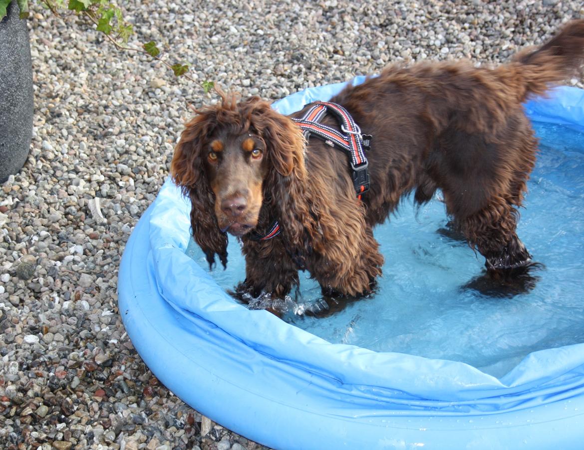 Cocker spaniel Bailey billede 4