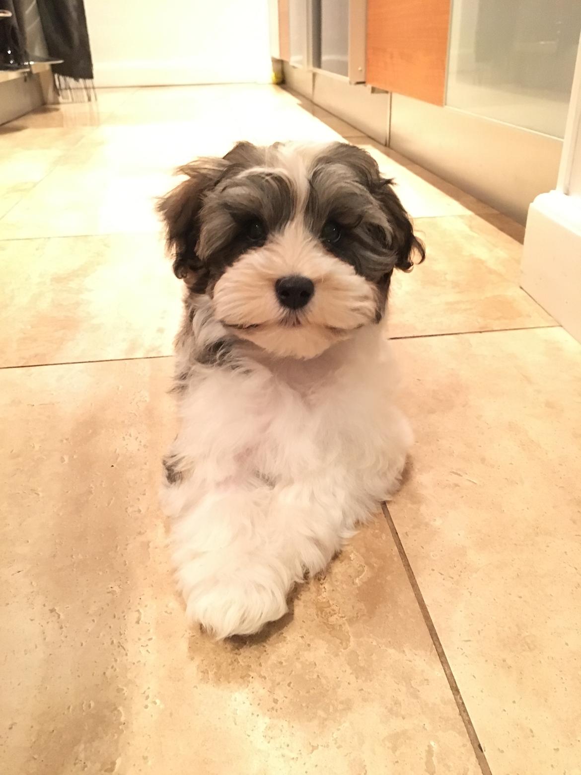 Bichon havanais Atlas billede 3