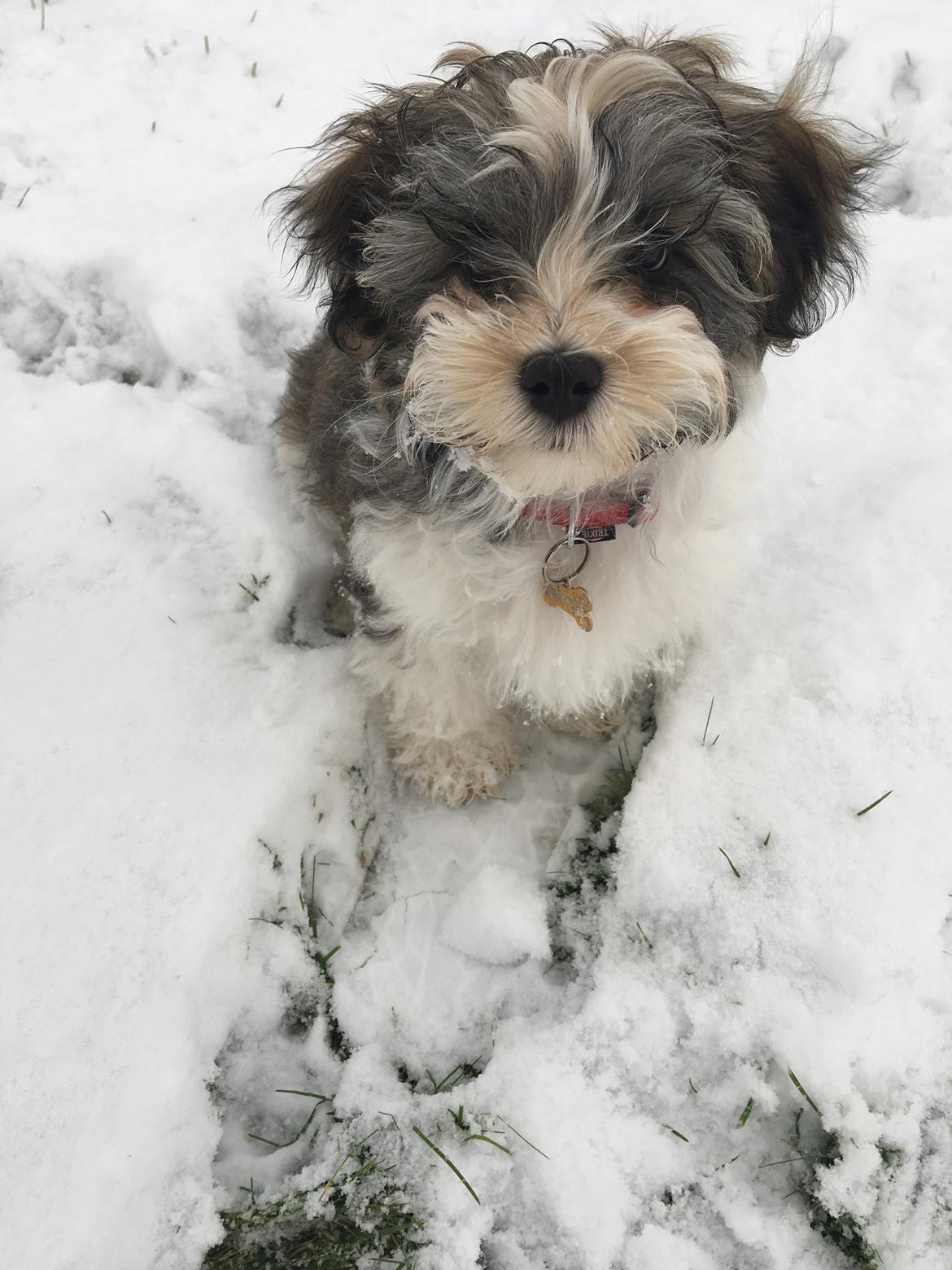 Bichon havanais Atlas - Første sne :) billede 1