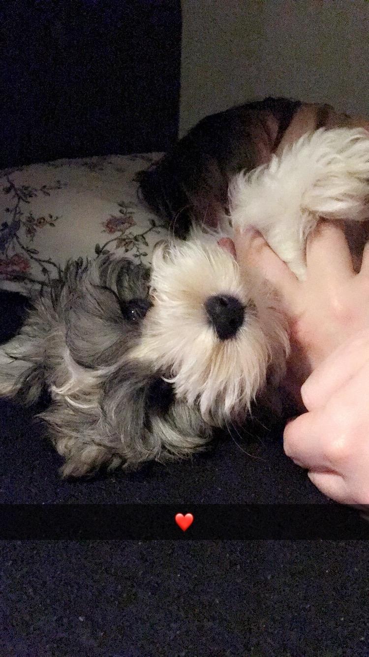 Bichon havanais Atlas billede 4