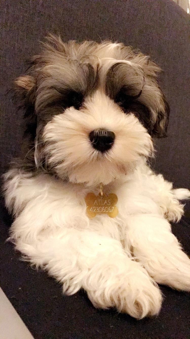Bichon havanais Atlas billede 5