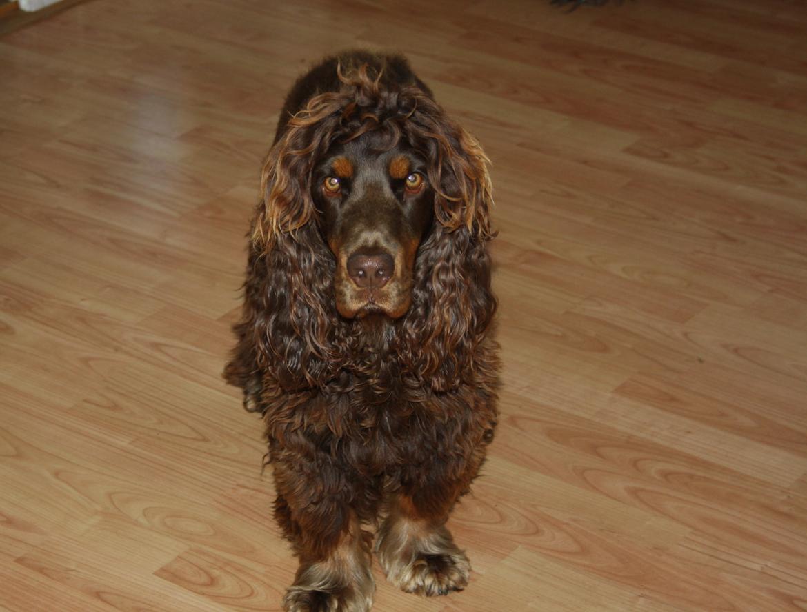 Cocker spaniel Bailey billede 11