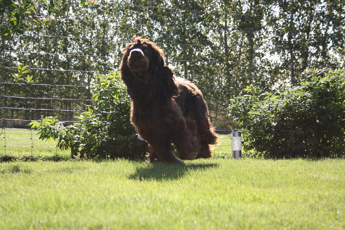 Cocker spaniel Bailey billede 8