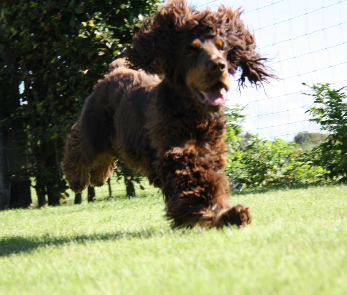 Cocker spaniel Bailey billede 13