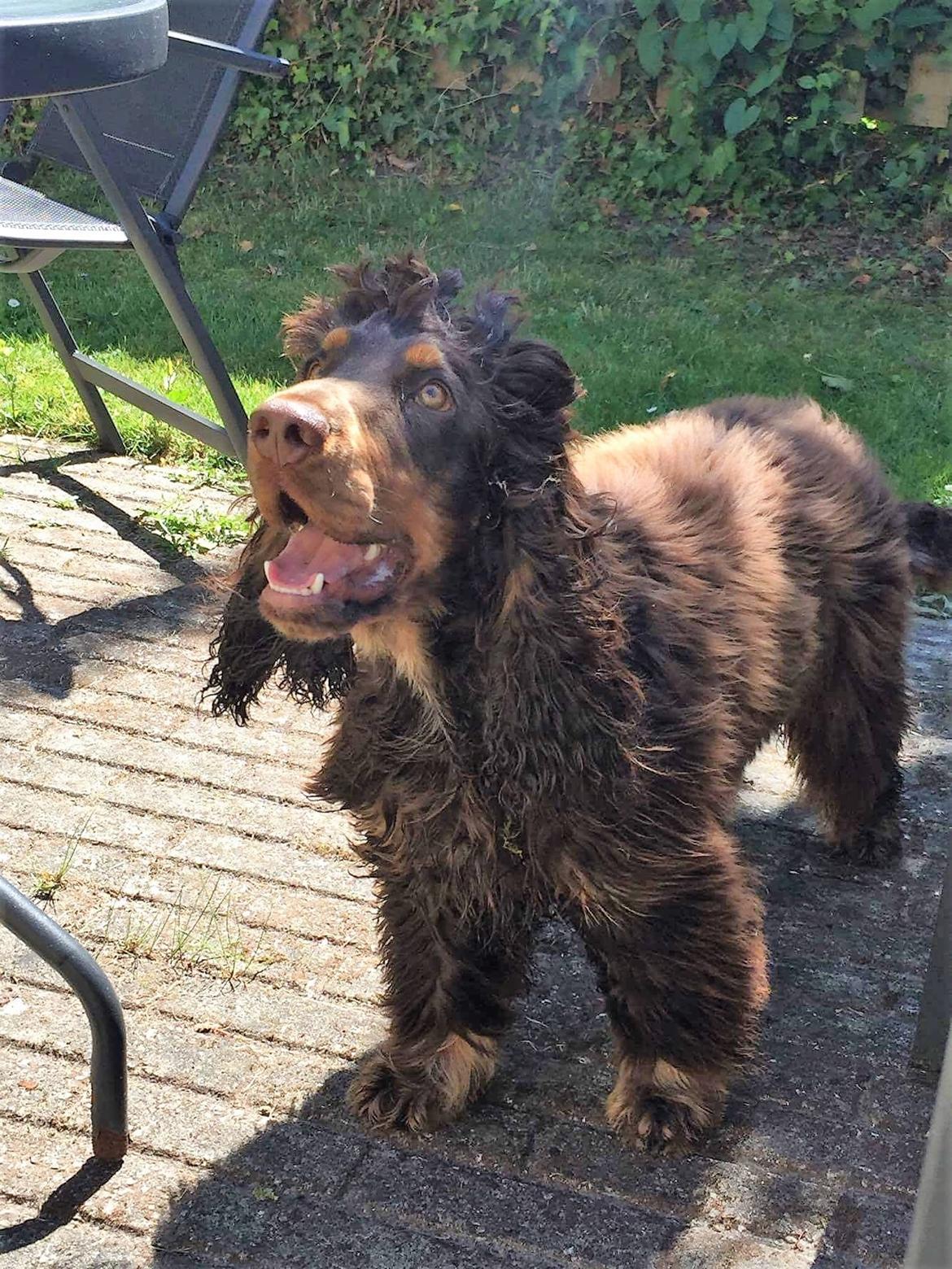 Cocker spaniel Bailey billede 14