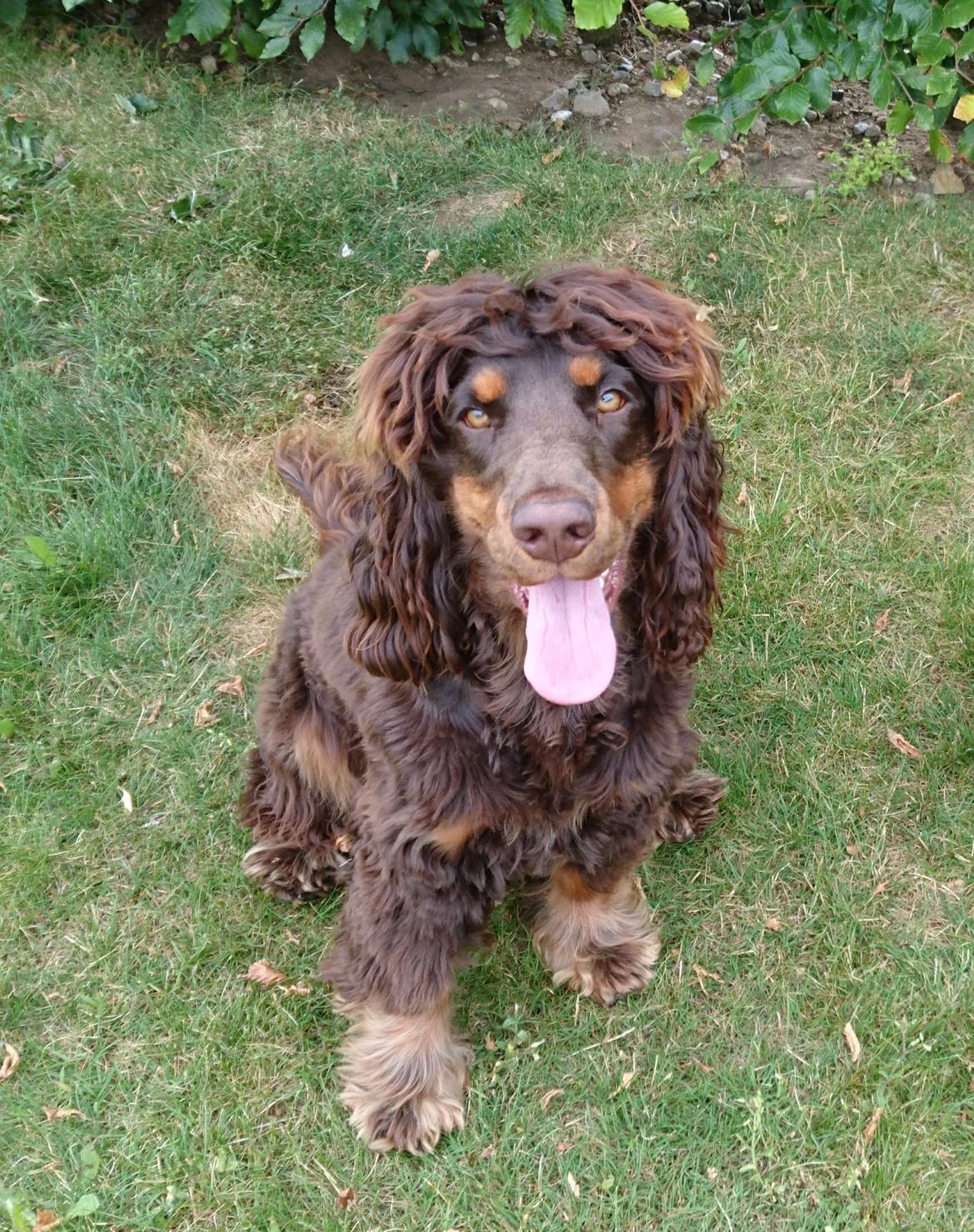 Cocker spaniel Bailey billede 12