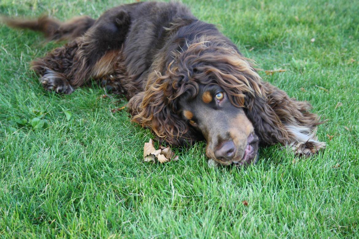 Cocker spaniel Bailey billede 6