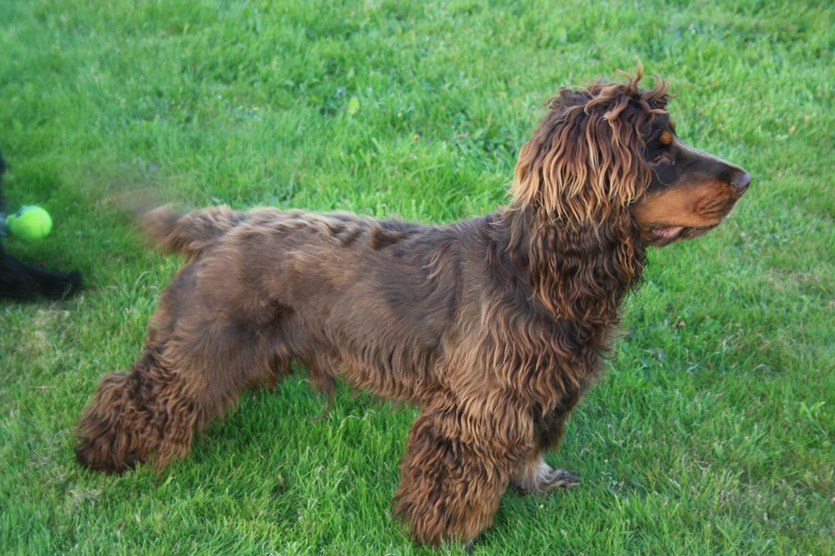 Cocker spaniel Bailey billede 3