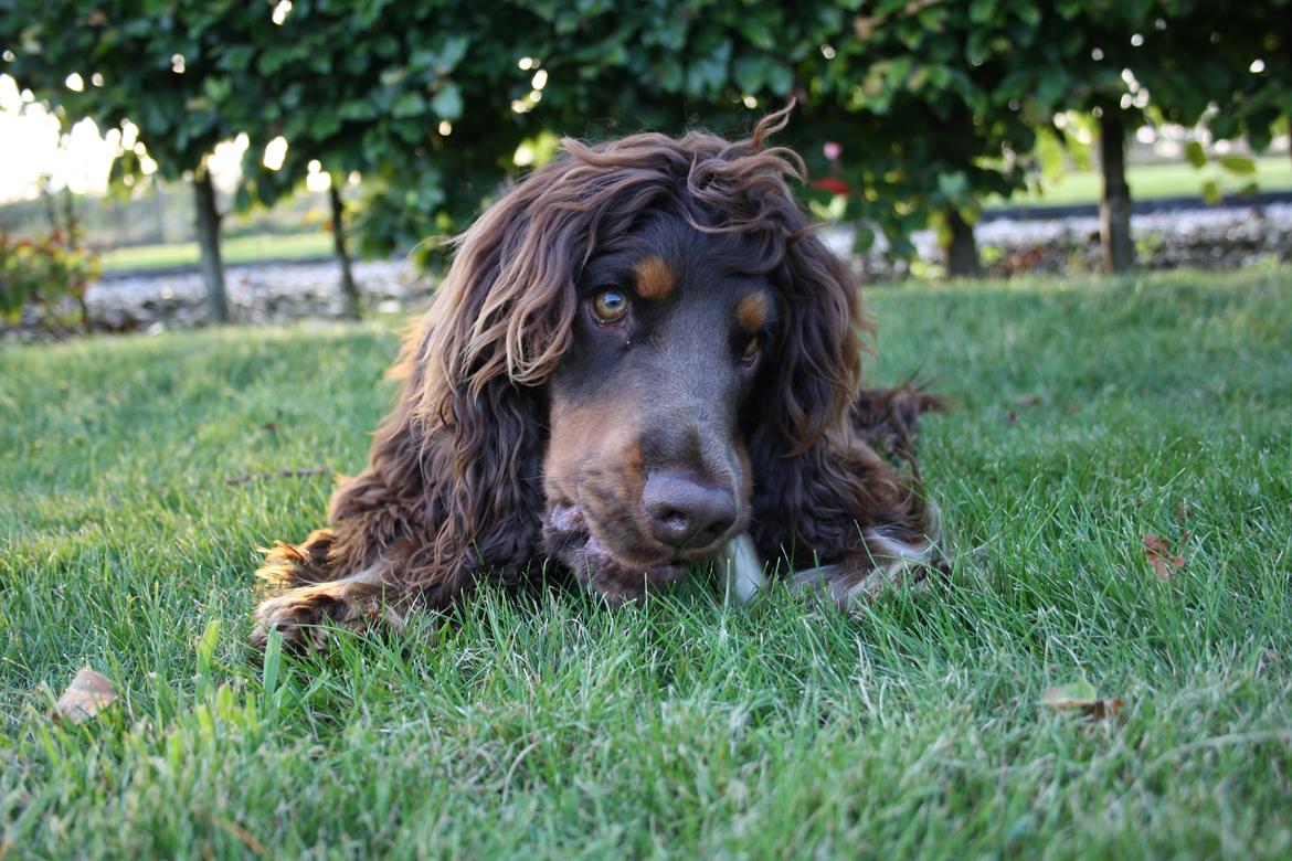 Cocker spaniel Bailey billede 2