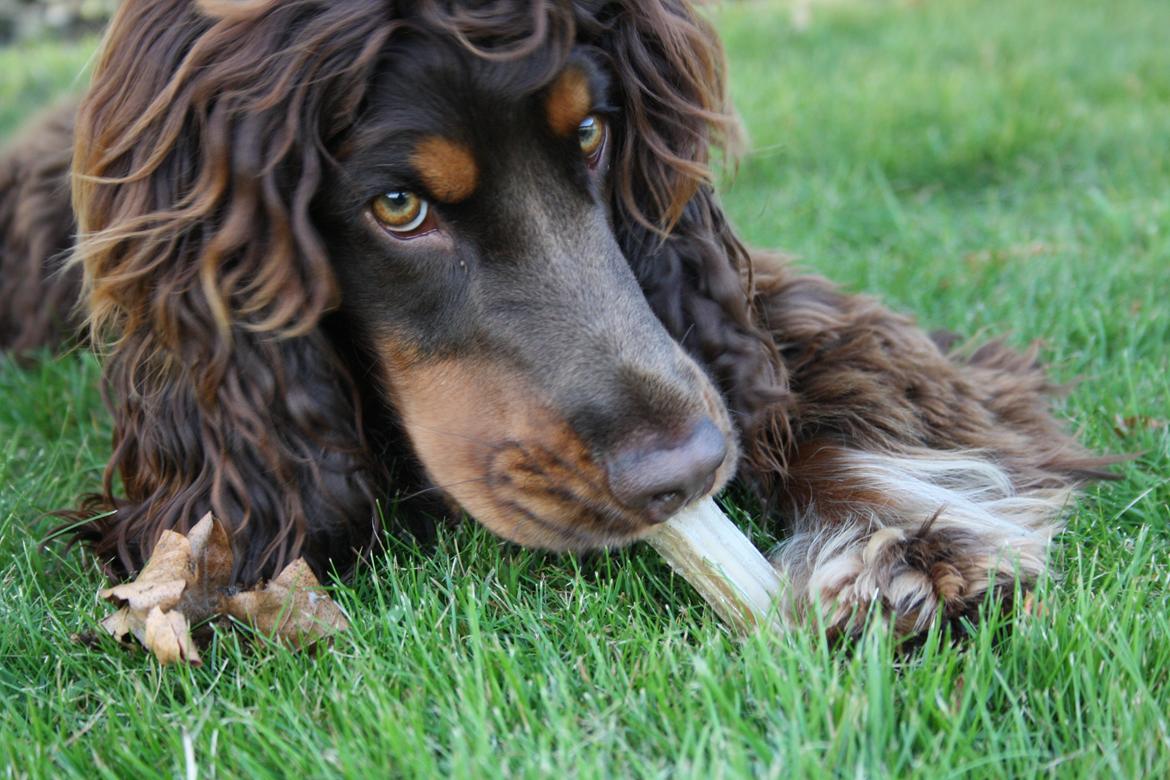 Cocker spaniel Bailey billede 1