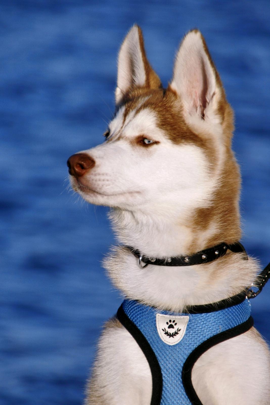 Siberian husky Yuki billede 1