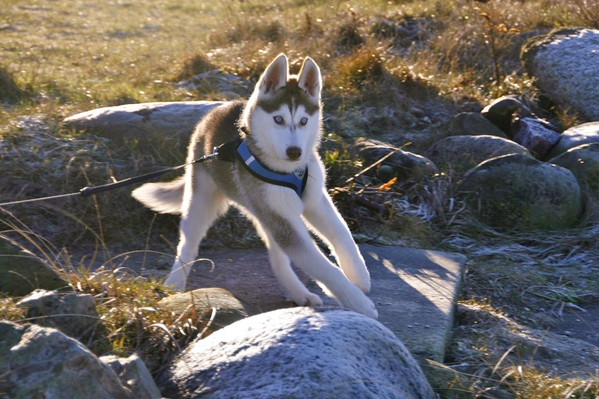 Siberian husky Yuki billede 3